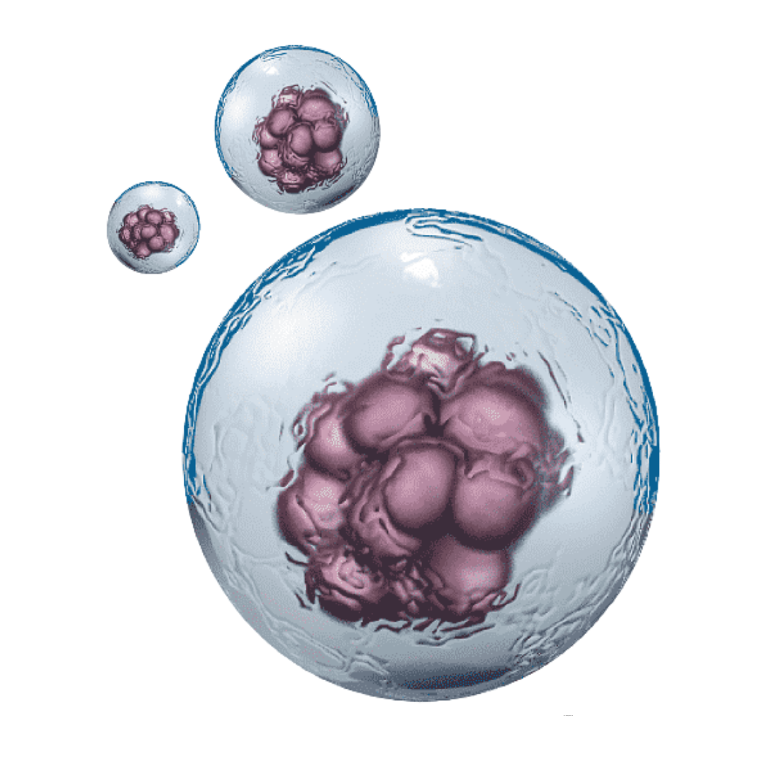 stem cell image